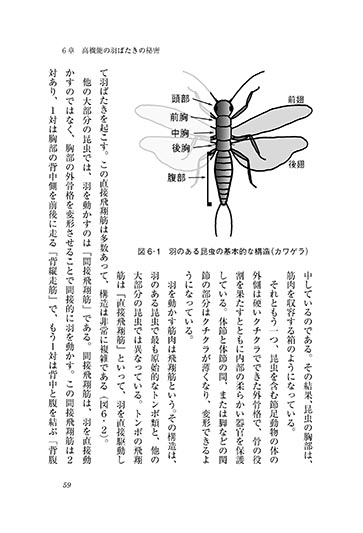 『昆虫たちのすごい筋肉』 内容見本