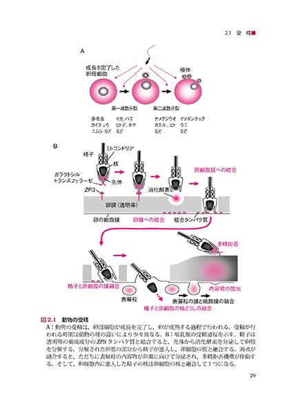 『動物の発生と分化』 内容見本