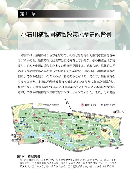 『イチョウの自然誌と文化史』 内容見本