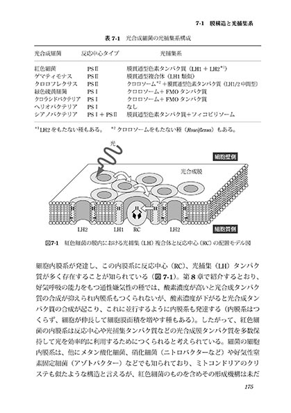 『光合成細菌』 内容見本